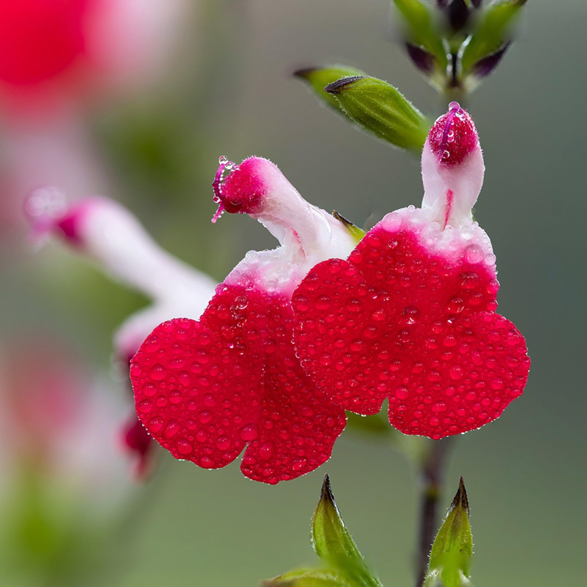 Salvia Hot Lips | 3 Live Plants | Salvia microphylla | Red and White Bi-Color Flowers | Hardy Perennial for Sunny Gardens