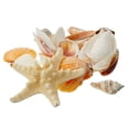 thumbnail image 5 of U.S. Shell Craft Shells, 12 Pack, 5 of 7