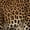 Brown Black, variant on Manfei Big Rosette Leopard Zipper Twin Comforter Sets with Fitted Sheet and 2 Pillowcases, Spotted Jungle Cat Zipper Bedding Set, Black Reversible