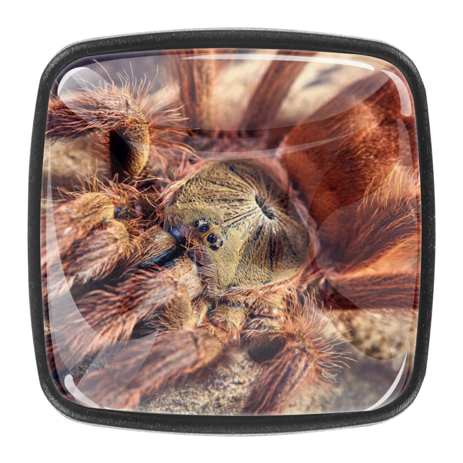Ownta Mexican Red Knee Tarantula Big Spider Square Glass Drawer Handles
