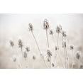 thumbnail image 2 of Gulin, Sylvia 32x23 Gold Ornate Wood Framed with Double Matting Museum Art Print Titled - Oregon-Eugene-mornings frost on teasel, 2 of 4