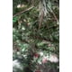 thumbnail image 5 of Árbol de Navidad 2.10 Metros de Alto con mas de  1000 Ramas Frondosas Base Estabilizadora Ramas Flexibles, 5 of 6