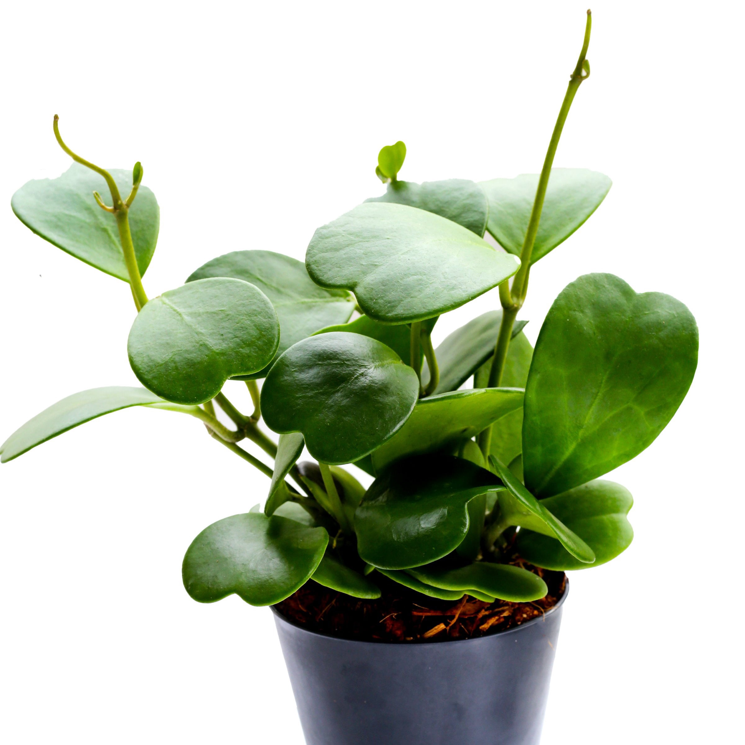 4 in. Hoya Kerri Heart Plant in Grower Container (3-Pack)