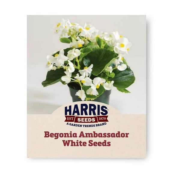 Harris Seeds - Begonia Ambassador White F1 - Flower Planting - Pelleted 250 Seeds