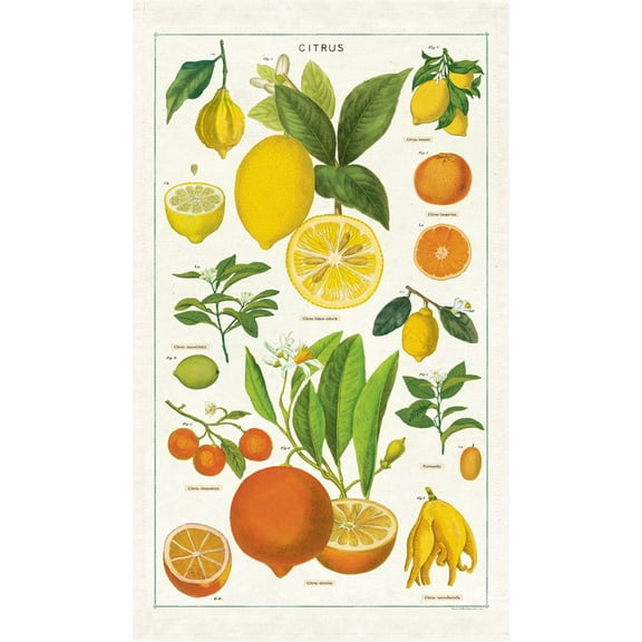 Cavallini Papers & Co., Citrus Tea Towel