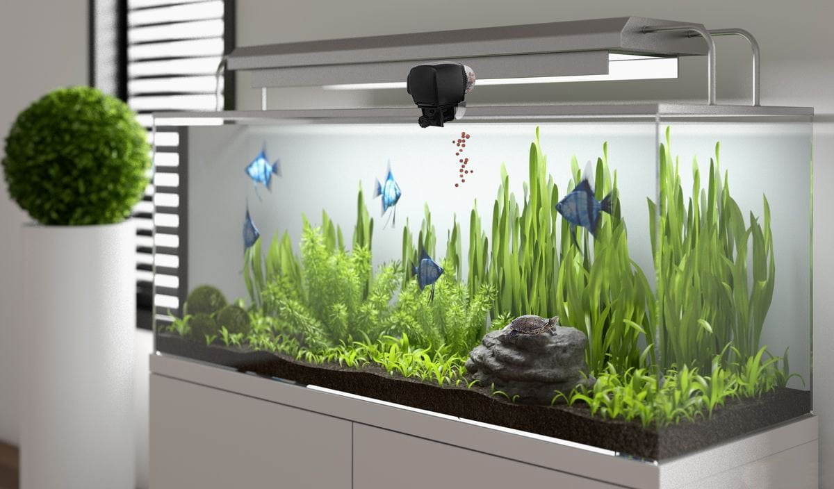 automatic aquarium fish feeder