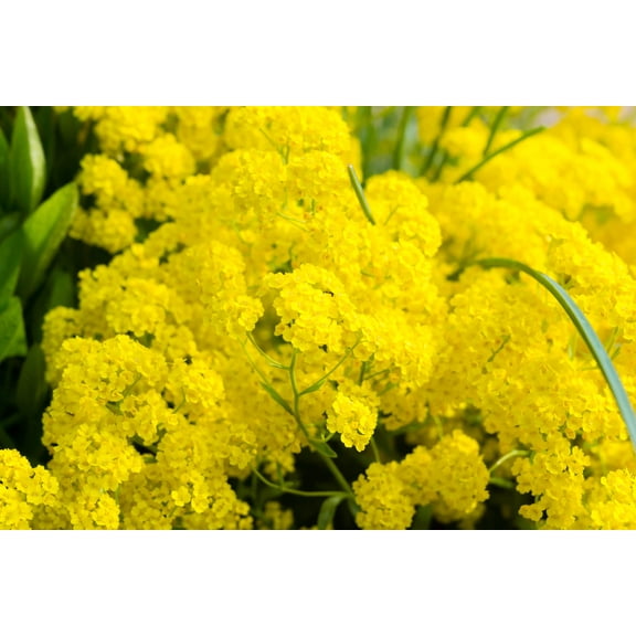 CZ Grain 100 Alyssum Perennial Seeds Plant Seeds