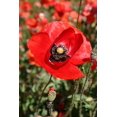 thumbnail image 4 of Red American Legion Poppy Seeds, 3000 Heirloom Flower Seeds Per Packet, Non GMO Seeds, Isla's Garden Seeds, 4 of 6