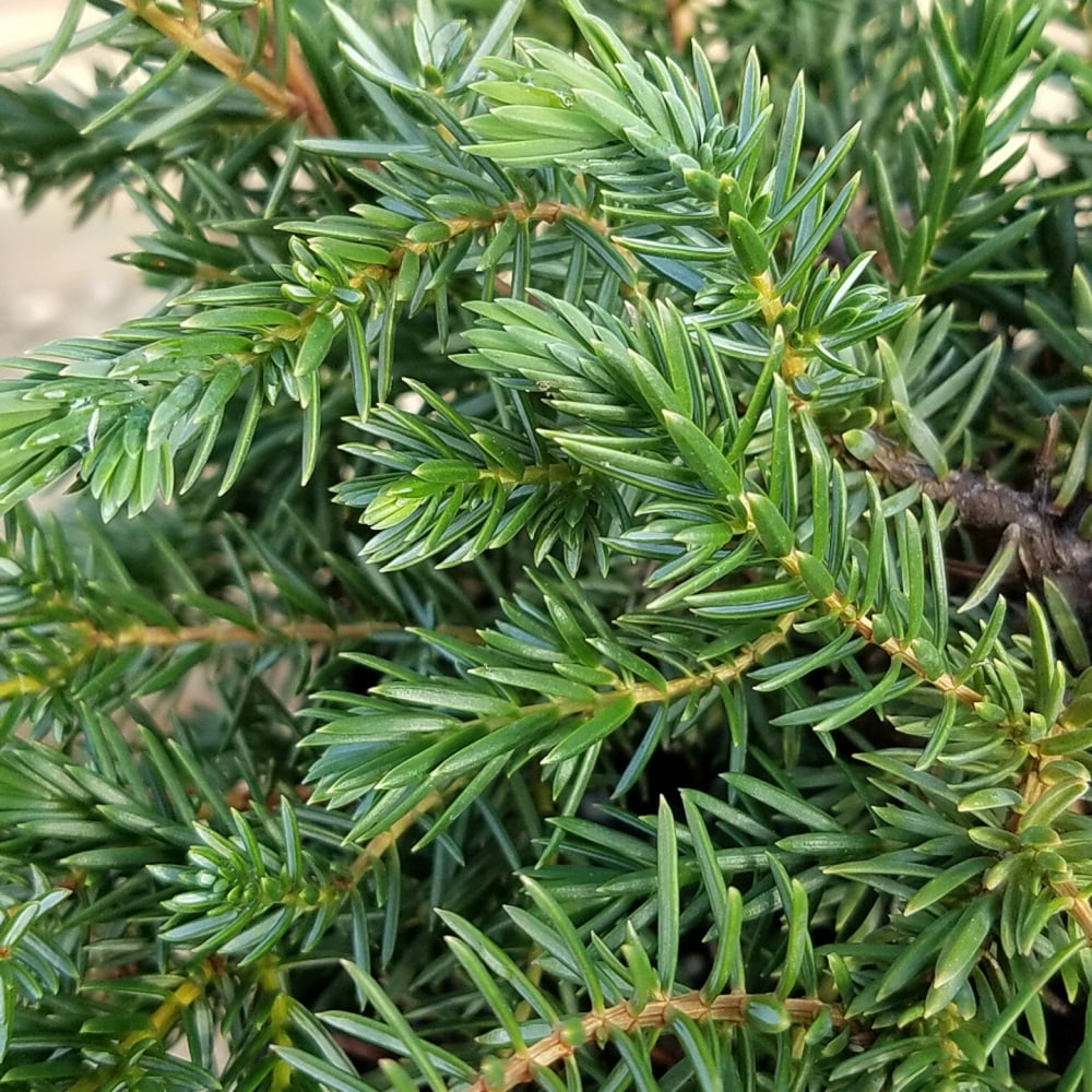 Expert Gardener Blue Pacific Juniper (2.5 Quart) Low-Growing Evergreen Groundcover - Live Outdoor Plant
