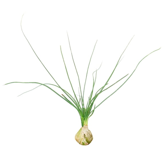 Albuca Namaquensis Augrabie 'Augrabies Hills' - 3 inch