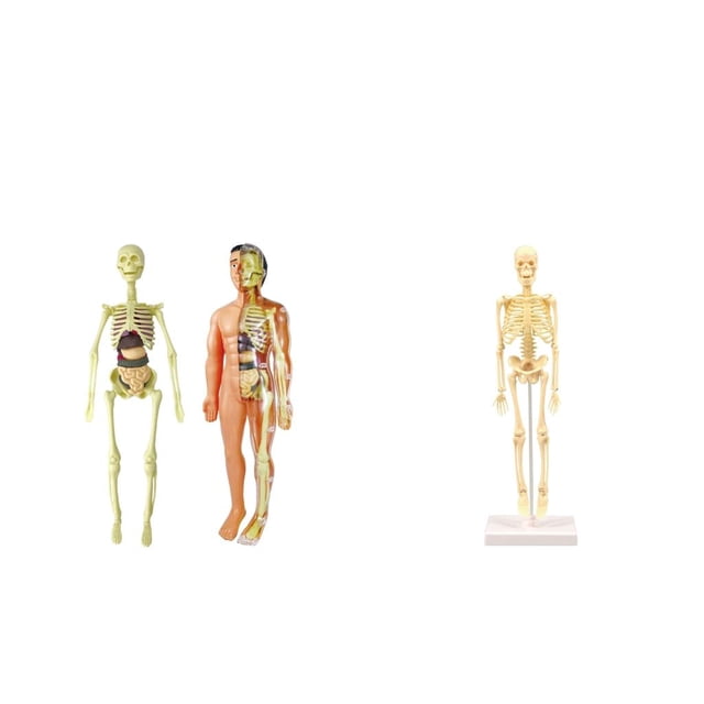 Exhibición de La Educación Del Modelo Del de La Anatomía Anatómica 3pcs Hugo Cuerpo humano