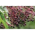 thumbnail image 3 of RedCrocus American Elderberry Sambucus Canadensis &mdash; Fragrant White Flowers, Edible Berries, Native Shrub for Garden, Pollinator-Friendly, Container Use  1 Gallon, 3 of 40