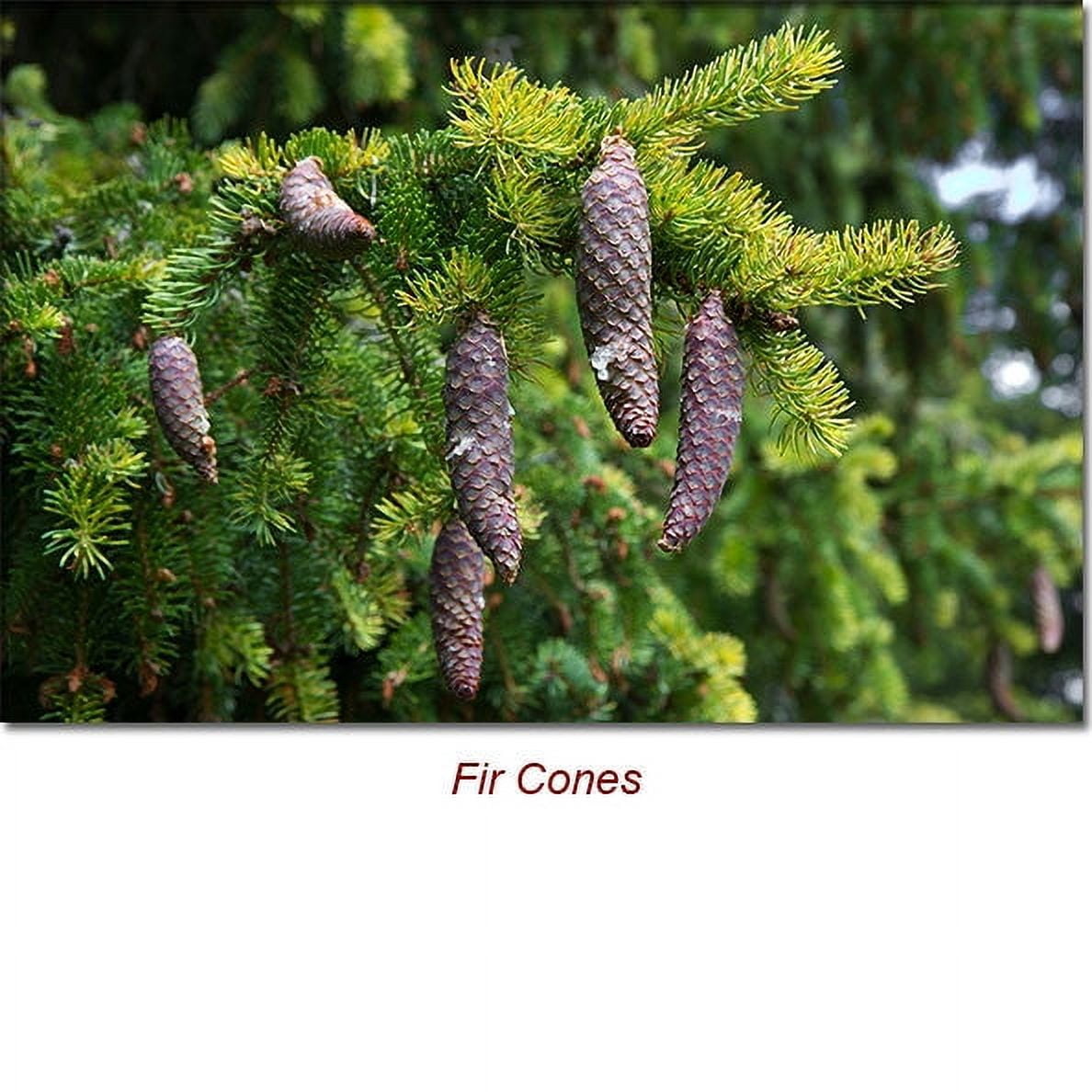 Fir Needle Essential Oil 1 fl oz (30 ml) - 100% Pure and Natural by Silky Scents