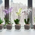 thumbnail image 2 of Reusable Transparent Flower Pots, Breathable Root Control Design For Phalaenopsis Repotting, Clear Square Plant Containers With Trays, 2 of 3