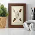 thumbnail image 6 of Bookplate Shells IV - Framed Print w/glass - Chestnut, 6 of 8