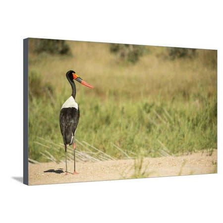 - Saddle Billed Stork Stretched Canvas Print Wall Art By Michele Westmorland