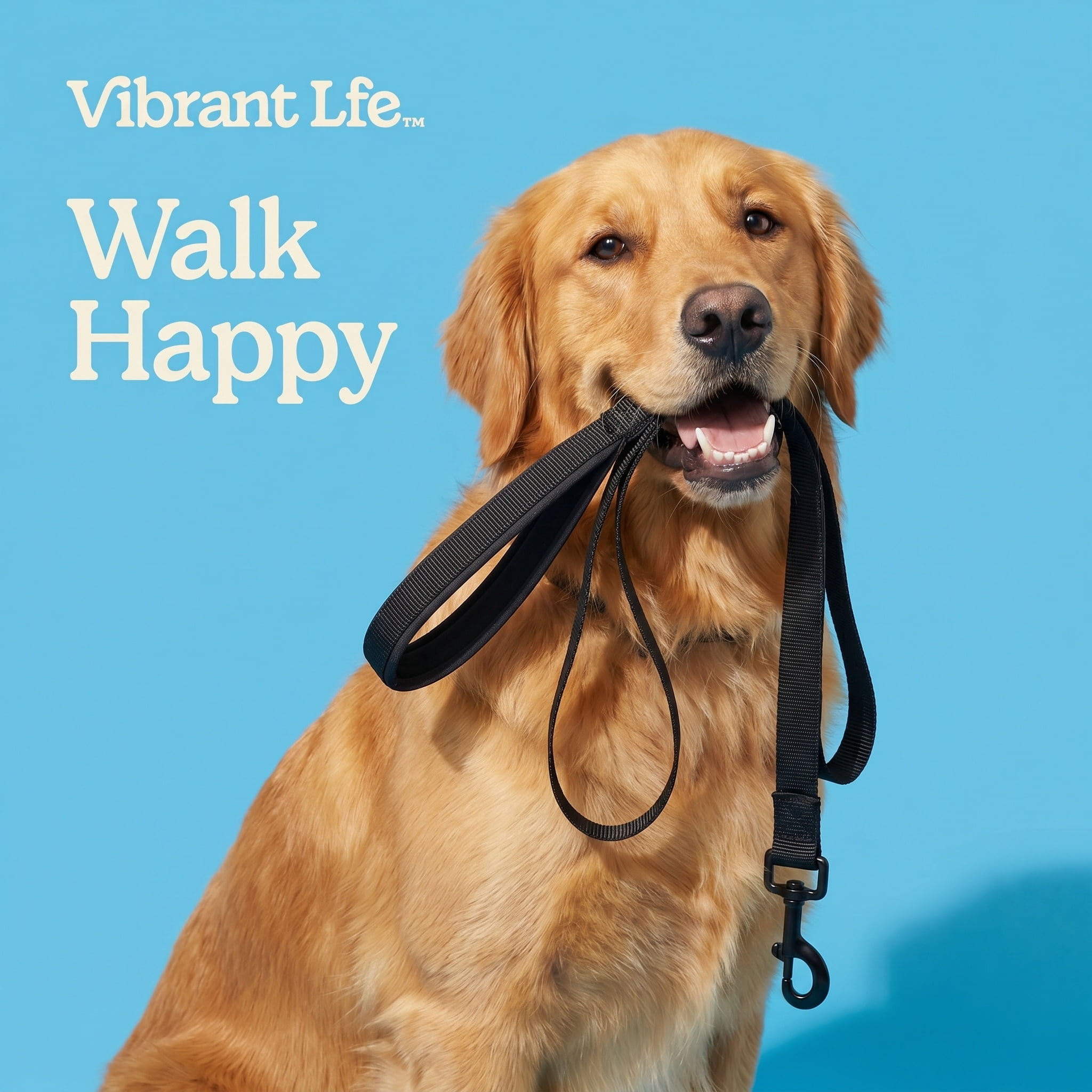 Vibrant Life 6' Anti-Shock Comfort Leash, Black