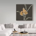 thumbnail image 3 of Trademark Fine Art 'Iris on Black VI' Canvas Art by Chris Paschke, 3 of 3