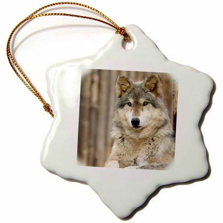 Folsom Zoo Christmas 3dRose Gray Wolf, Folsom City Zoo, California - US05 TAU0105 - Tananarive Aubert - Snowflake Ornament, 3-inch ()