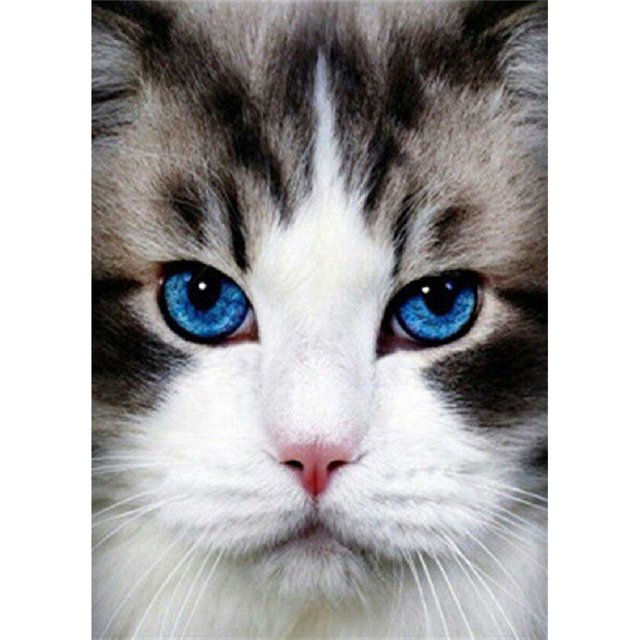 Taladro de pintura de diamante (DE4462) 5D DIY punto de cruz completo gato arte bordado mosaico 40x50cm FLhrweasw Nuevo