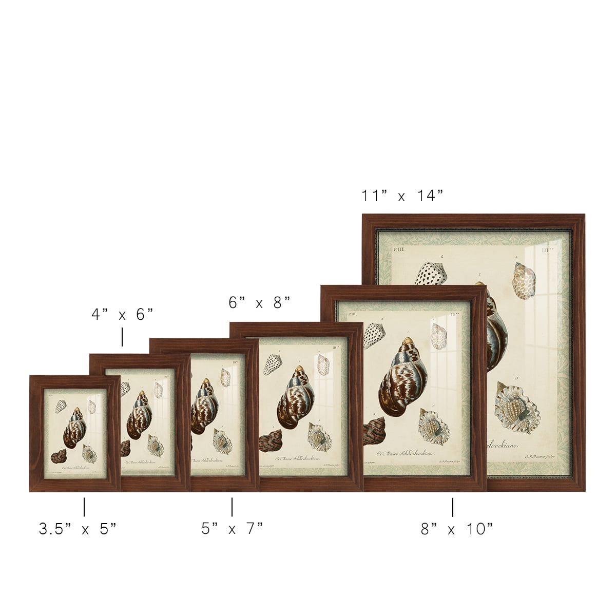 Bookplate Shells VII - Framed Print w/glass - Chestnut