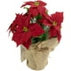 Northlight 13.5" Poinsettia Rouge avec des Pommes de Pin Arrangement Floral Artificiel de Noël – image 1 sur 4
