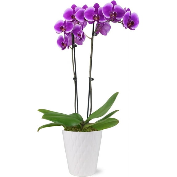 Just Add Ice 16-30" Purple Premium Orchid Live Plant in 5" White Ceramic Pot, House Plant