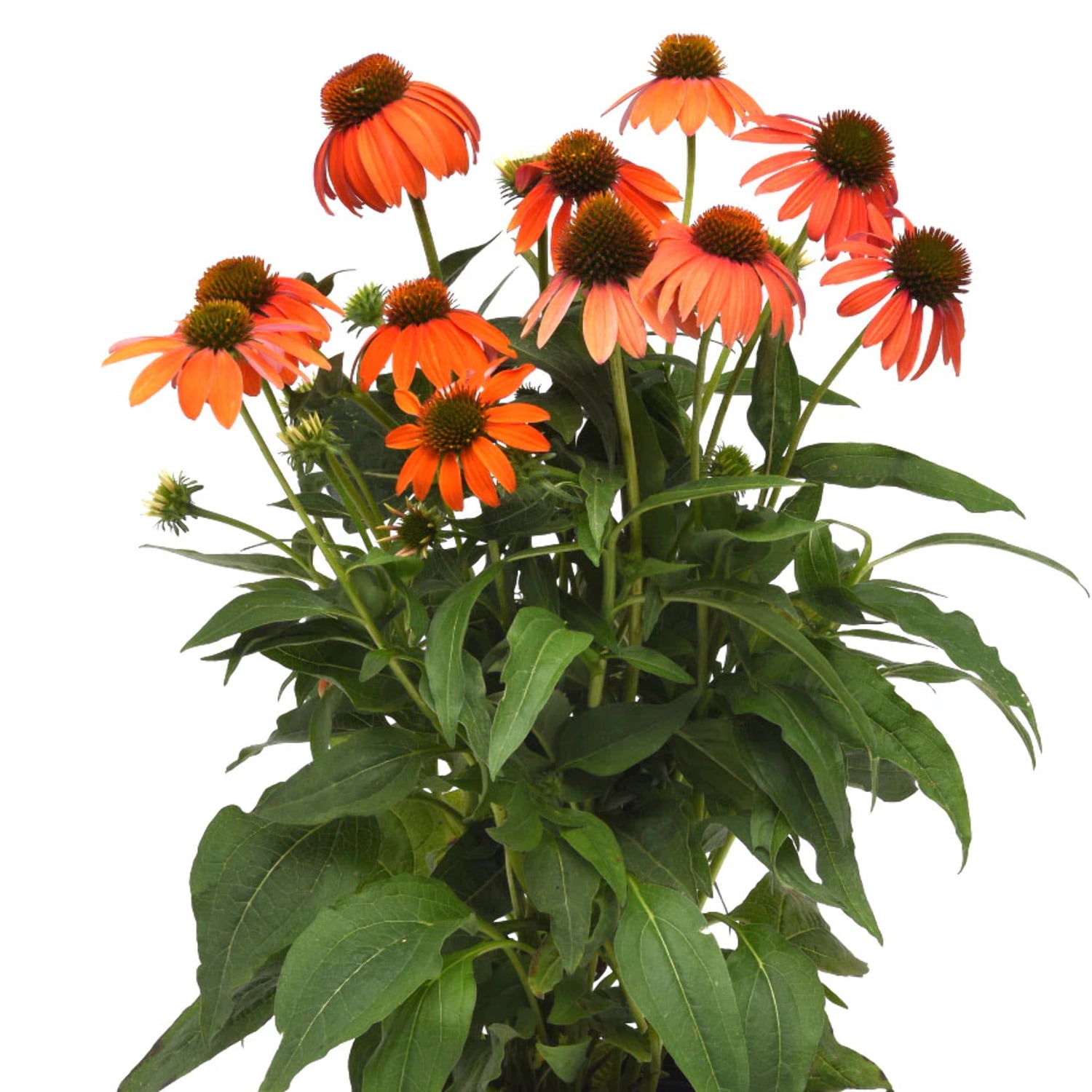 Echinacea Artisan Soft Orange F1 Seed - 25 Seeds