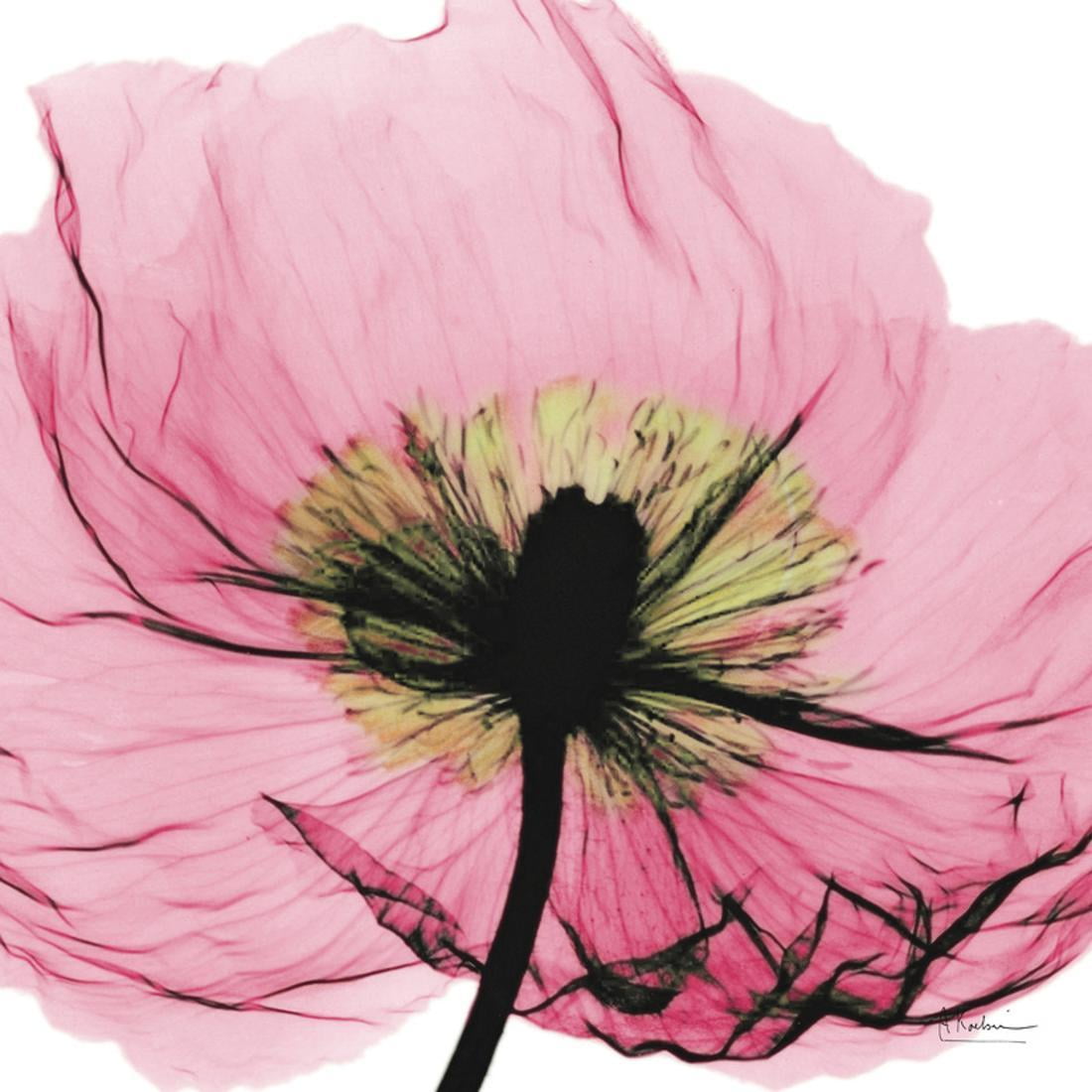 Poppy Pink Flower XRay Photography Print Wall Art By Albert Koetsier