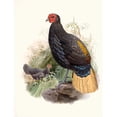 thumbnail image 2 of Joseph Smit 19x24 Gold Ornate Framed and Double Matted Museum Art Print Titled - Euplocatus Pyronotus (1872), 2 of 4