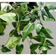 thumbnail image 2 of Grass Jelly Vine Live Plant 5-9” Tall In 3” Pot - Tiliacora Triandra - Cay Suong Sam - Rare Tropical Herb Plant, 2 of 5
