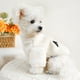 thumbnail image 5 of Ropa para cachorros para perros pequeños Sudadera con capucha de invierno para perros Ropa cálida para perros pequeños Abrigo para chihuahua Ropa Disfraz para cachorros y gatos, 5 of 6