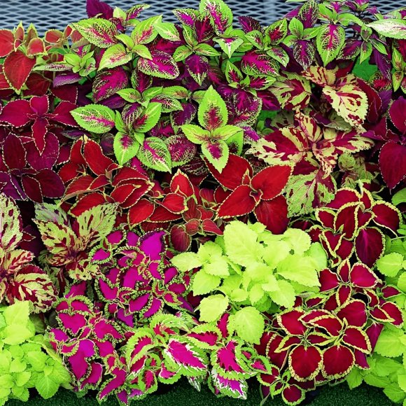 GSDWIUEW 80 Seeds, Coleus Rainbow Mix Seeds Garden Beds Edging Plants Home Garden Seeds Containers Flower Plants