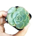 thumbnail image 5 of Echeveria Atlantis (4"+ Plastic Pot) - Tiny, Lovely, Easy to Care Rosette Succulents - Live Succulents for Home Indoor Place, 5 of 9