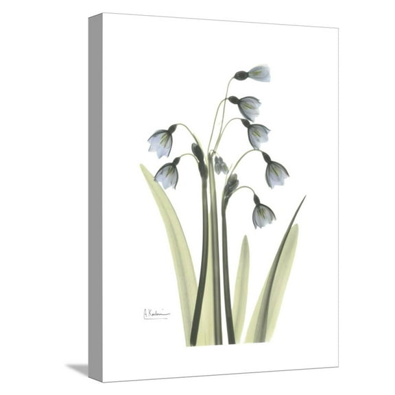 Art.com Snowdrop Portrait Stretched Canvas Print Wall Art by Albert Koetsier, 12" x 16"
