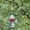 Red, variant on Czzoypi Window Bird Feeder (White), Bird Feeders for Outdoors Hummingbird Feeder, Hummingbird Feeder 2023 DIY Outdoor Feeder DIY Hanging Mini Hummingbird Feeder Port (5PCS)