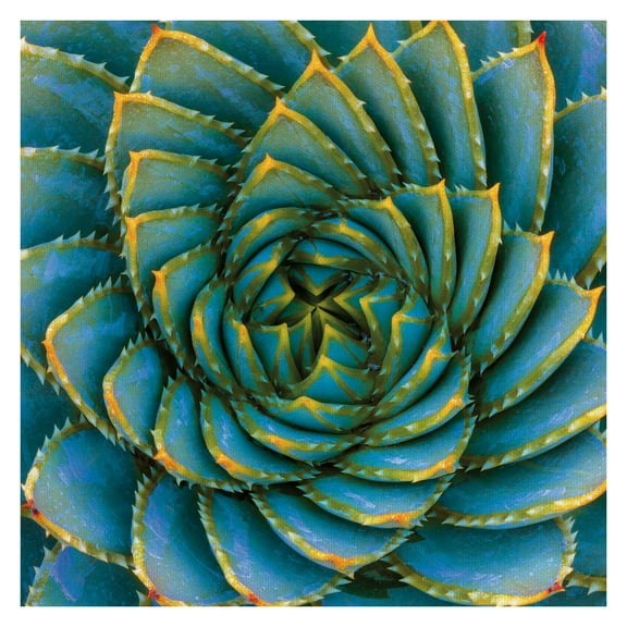 Masterpiece Art Gallery Aloe Polyphylla I Square Bright Succulent By Robin Constalbe Hanson Canvas Art Print 30" x 30"