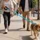 thumbnail image 2 of Arnés de nylon resistente para perros - Color marrón, cinturón en P con cremallera, asa ergonómica, diseño antitirones, para perros medianos y grandes, paseos y adiestramiento, 2 of 4