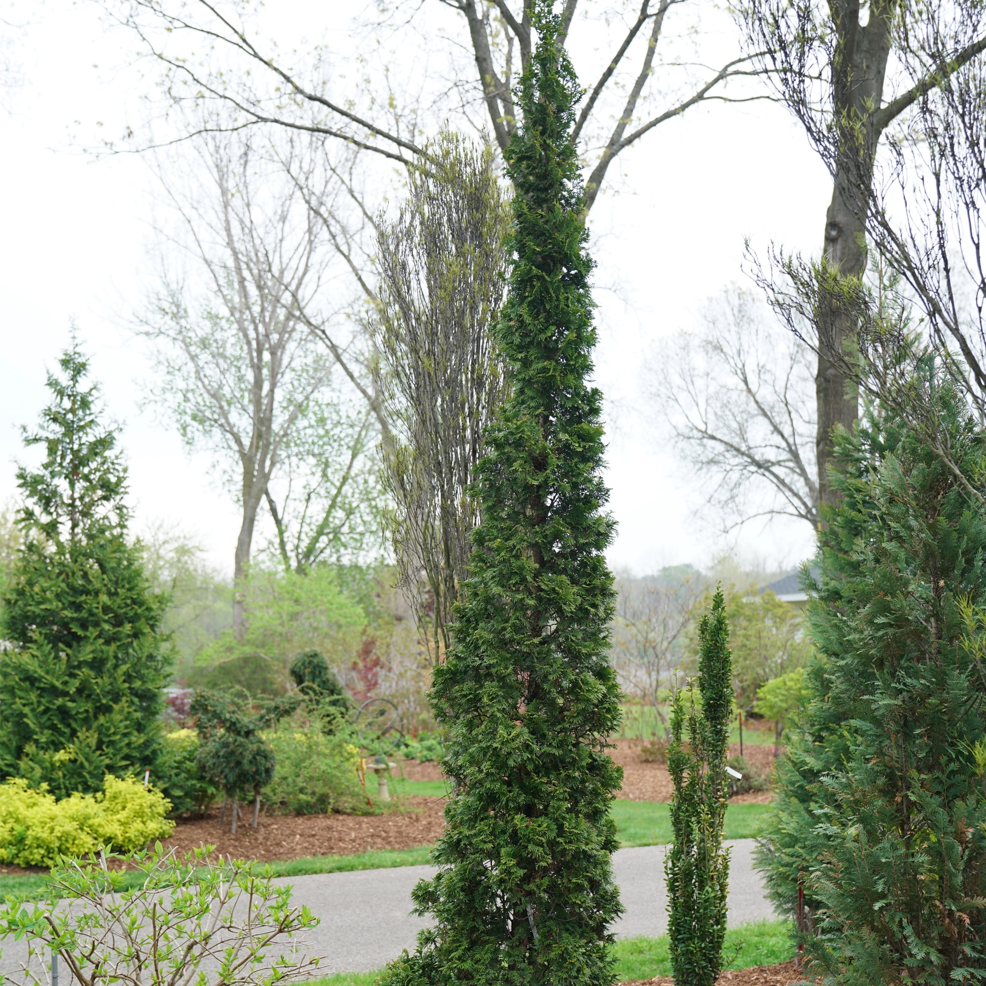 Proven Winners ColorChoice Sting Arborvitae Live Shrub (2 Gallon)