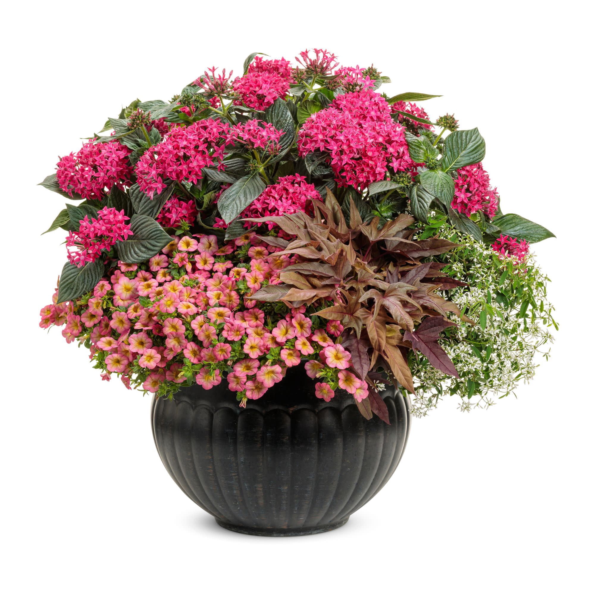 Proven Winners 4" Pink Superbells Honeyberry Calibrachoa Live Plant in 4.25" Pot (4 Count)