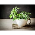 thumbnail image 4 of HJADGG Seeds Indoor Ornamental Basil Tulsi Tree for Planting Non GMO, 4 of 8
