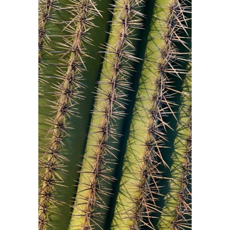 Saguaro Cactus Spines Saguaro National Park Arizona Poster Print By Ingo Arndt Walmart Com Walmart Com
