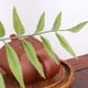 thumbnail image 5 of Bewildely Hoja de planta Artificial, rama única, decoración de hojas de simulación, adorno de planta falsa para el hogar y la Oficina Plantas Artificiales, 5 of 6