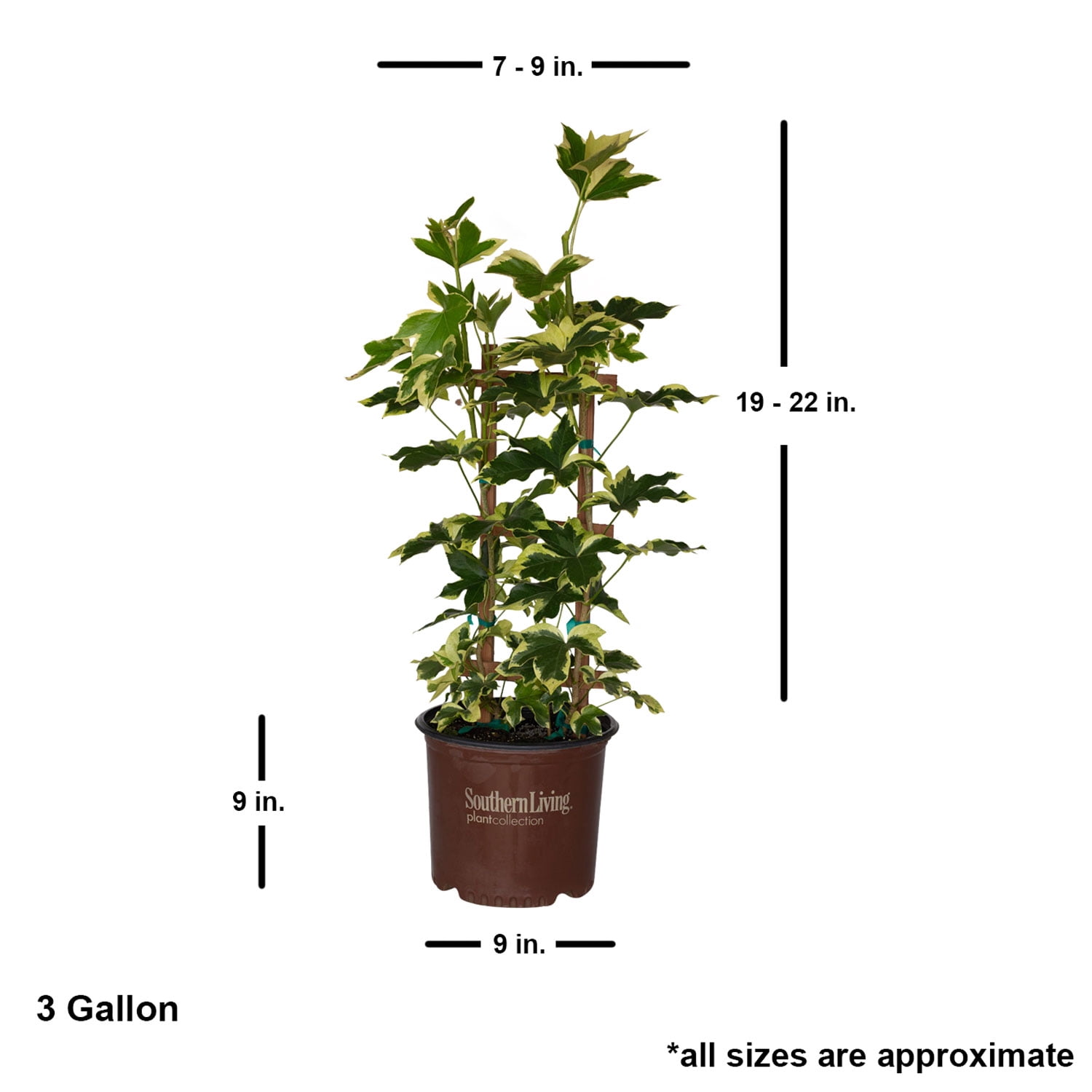 Southern Living Angyo Star Fatshedera (Hybrid of Fatsia japonica and English Ivy) - 3 Gallon