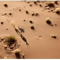 thumbnail image 2 of Kaveney, Wendy 15x15 Gold Ornate Wood Framed with Double Matting Museum Art Print Titled - Namibia, Sossusvlei Aerial of oryx and shadow, 2 of 4