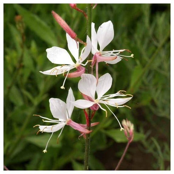 Everwilde Farms - 1 lb Gaura Native Wildflower Seeds - Gold Vault Bulk Seed Packet