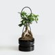 thumbnail image 4 of BESTYASH Soporte Para Plantas Trepadoras De Hierro Negro Para Macetas Estructura Resistente Y Decorativa, 4 of 8
