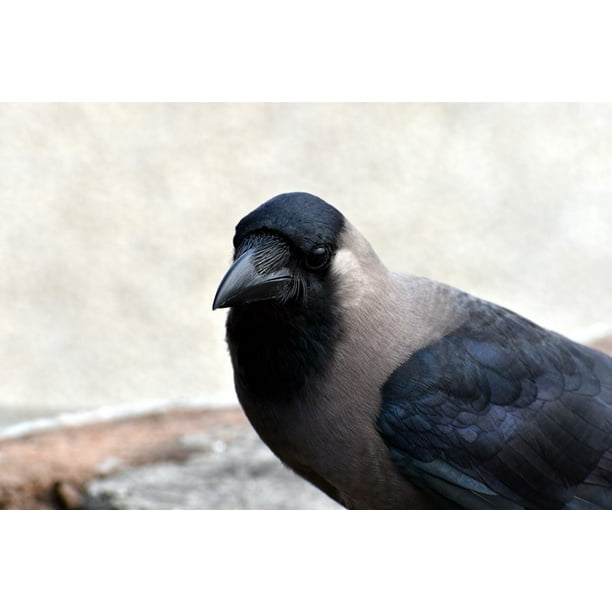 Bird Corvus Grey Necked House Crow-20 Inch By 30 Inch Laminated Poster