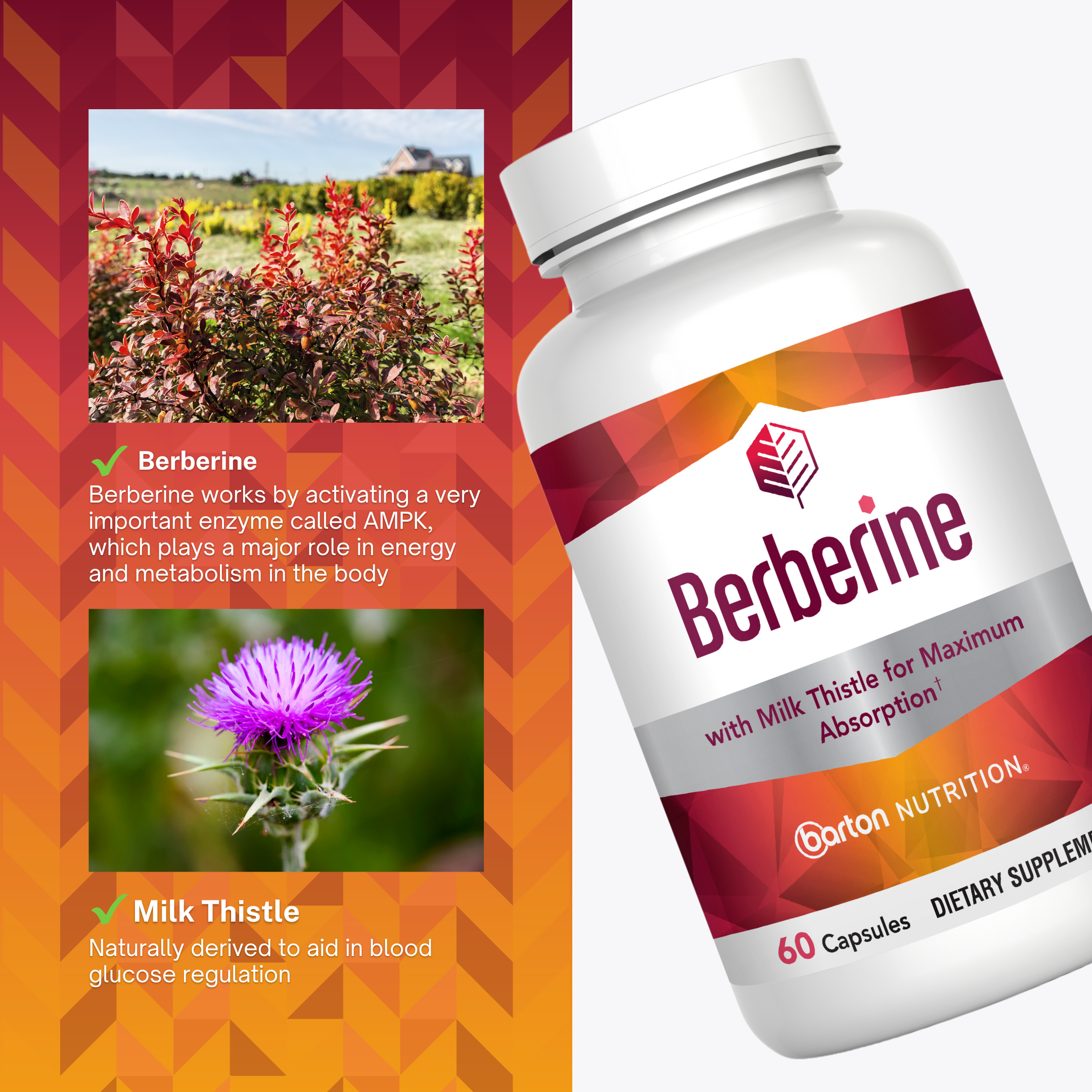 Barton Nutrition Berberine HCL 800mg, 60 Capsules - Plus with Milk Thistle for Optimal Absorption - Supports Metabolism and cadiovascular Health