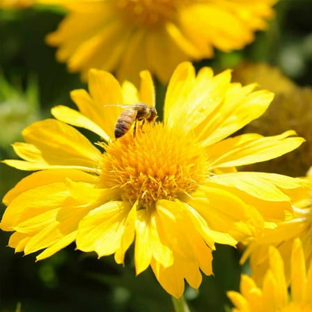 Mesa F1 Series Yellow Gaillardia Flower Garden Seeds - 100 Seeds - Perennial Flower Gardening Seeds - Gaillardia x grandiflora